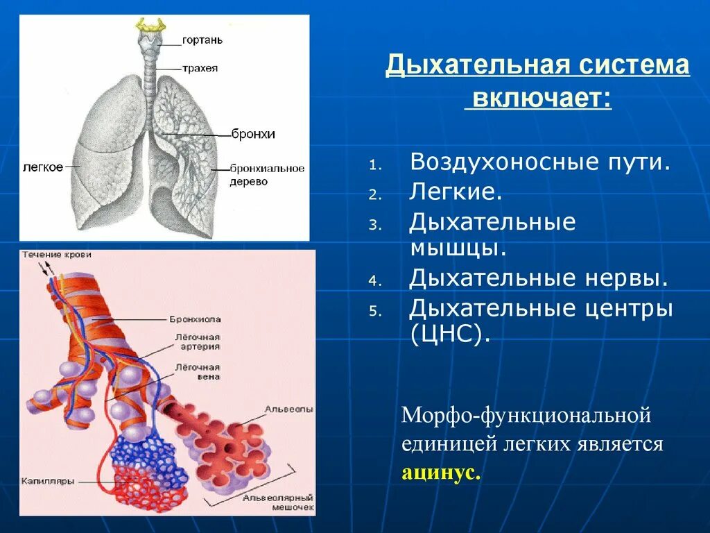 Бронхи 1 3
