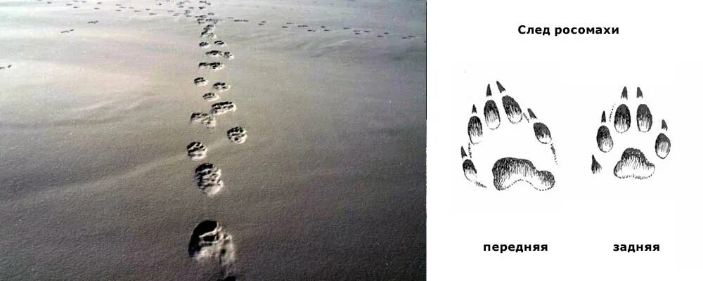 Волк - Canis lupus (L., 1758) Природа Эвенкии
