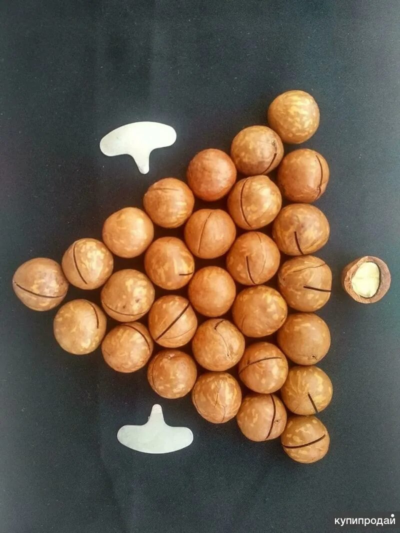 размер ореха макадамия. размер ореха макадамия. размер ореха макадамия. макадамия орех размер. макадамия калибры.