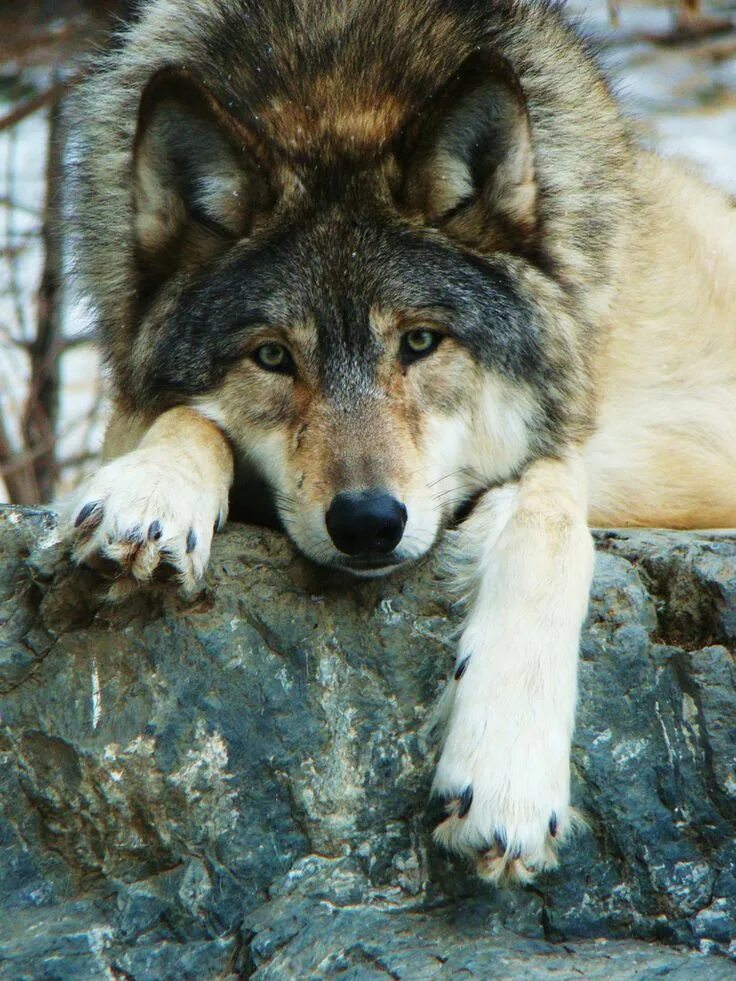 Красивый волк. Самый красивый волк. Изображение волка. Красивая волчица. Beautiful wolves