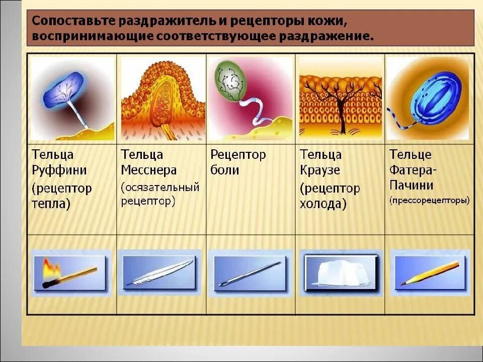 Тактильные рецепторы и терморецепторы кожи. Функции рецепторы кожи 8. Рис 85 рецепторы кожи, реагирующие на. Строение кожных рецепторов.