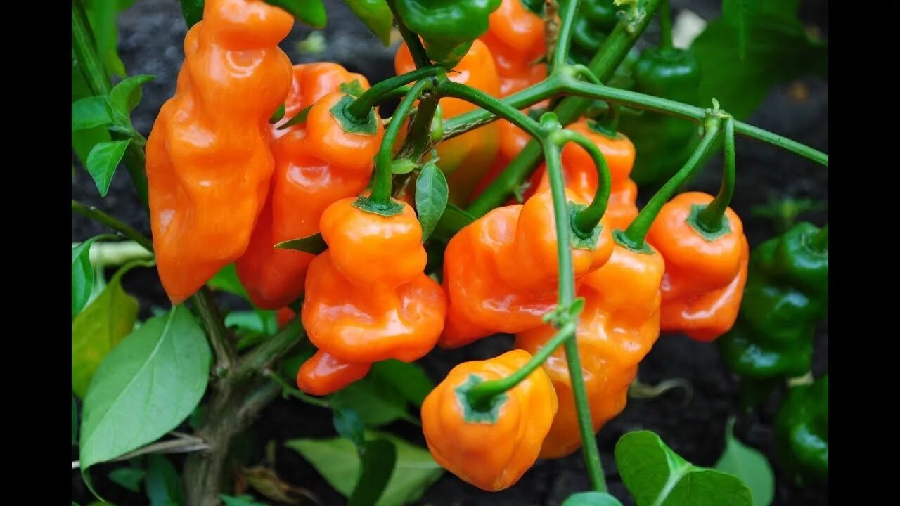 Hot orange. Перец оранж вандер. хабанеро оранж. перец хабанеро оранж девил. острый перец thai orange hot.