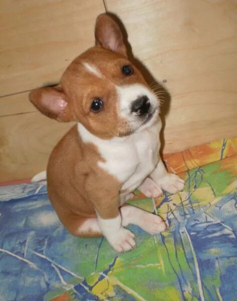 Щенок 4 недели фото. Щенки овчарки 3 недели. Щенок 4 недели. Щенки 4 недели. Щенки 4 недели.