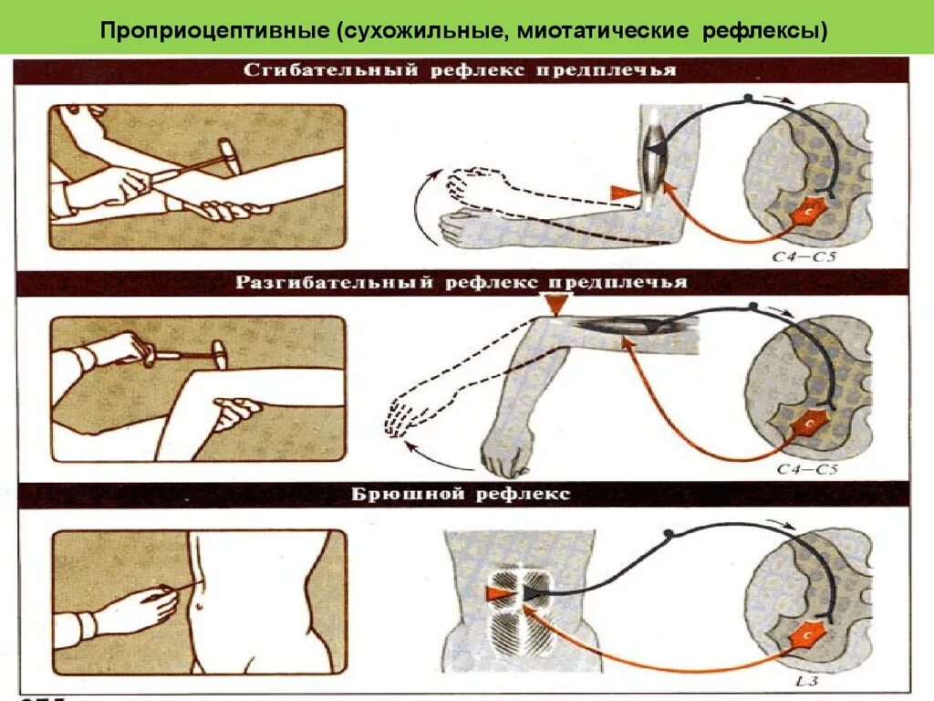 Сухожильные рефлексы конечностей