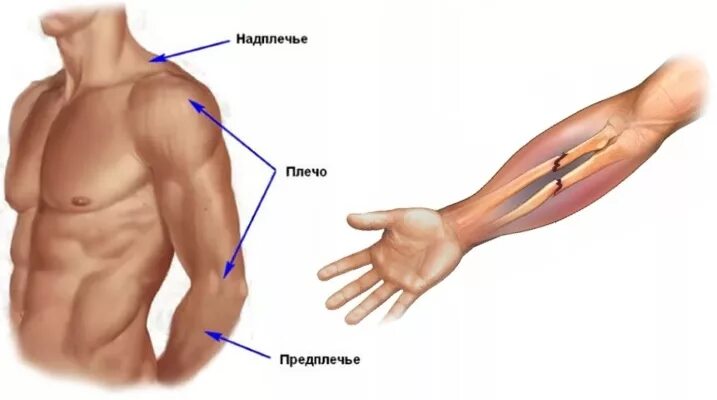 Предплечье у человека