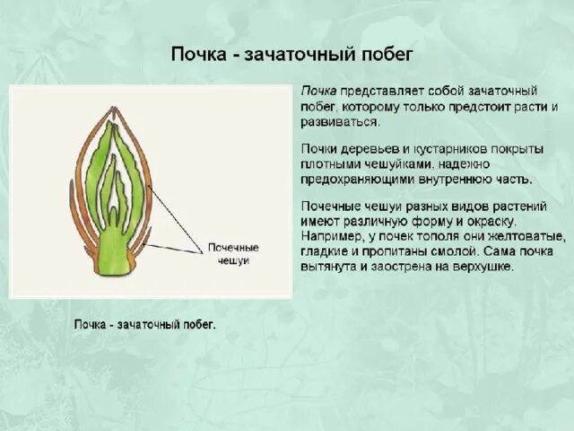 Какая ткань обеспечивает развитие почки. Строение почки 6 класс. Почка это в биологии 6 класс. Строение почки 6 класс биология. Типы почек 6 класс.