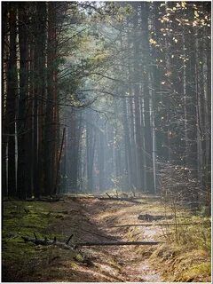 Лес отрывок