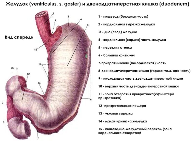 1 3 пищевода. Кардиальная часть желудка анатомия. Желудок анатомия человека латынь. Желудок строение анатомия пилорическая часть. Строение кардиального отдела желудка.