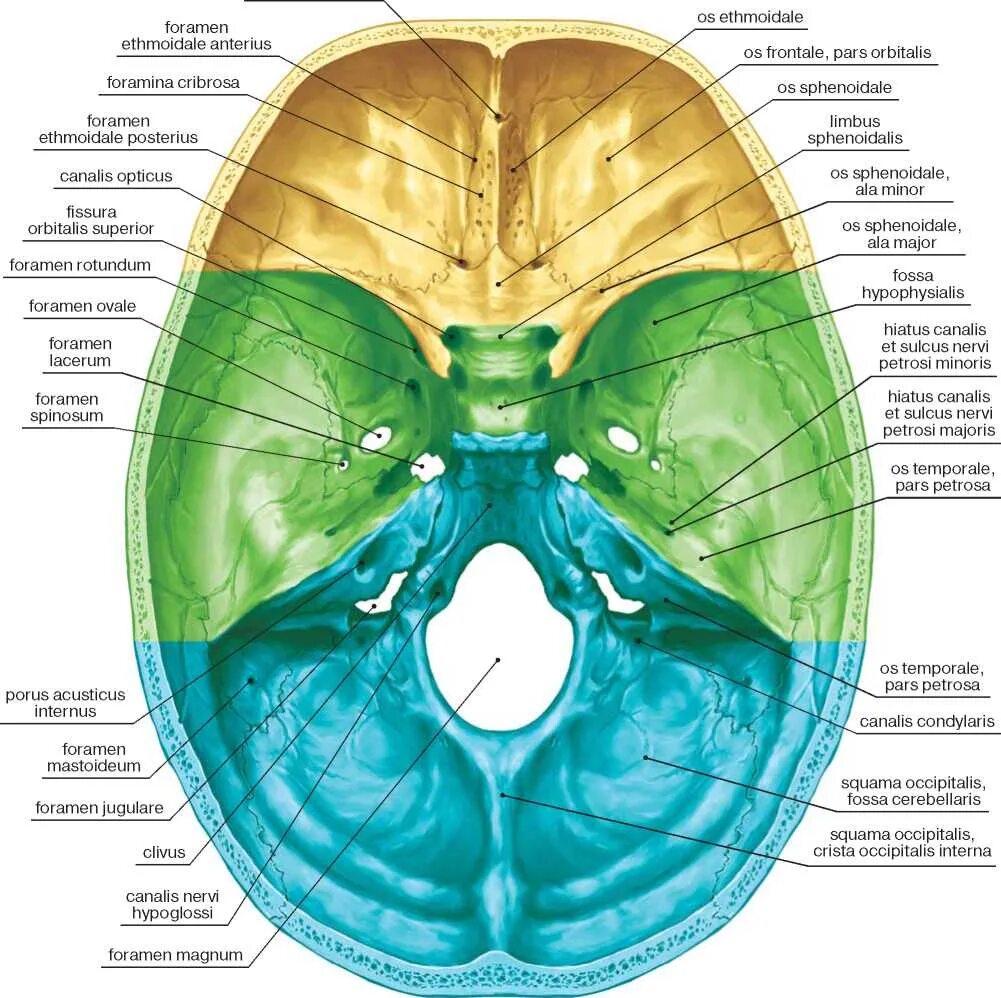 Внутренняя поверхность отверстия. Основание черепа Черепные ямки. Внутреннее основание черепа анатомия ямки. Основание черепа анатомия Черепные ямки. Передняя средняя и задняя Черепные ямки.