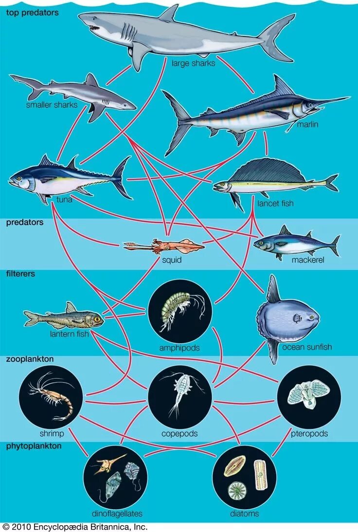 Цепь питания планктона. Цепь питания планктон. Планктон Нектон бентос. Пищевая цепочка морских обитателей. Нектон Нейстон бентос.