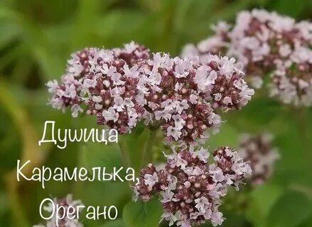 Душица обыкновенная 7