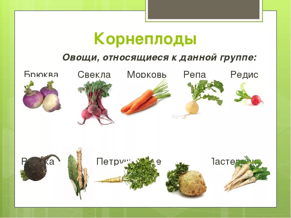 Корнеплоды — петрушка, сельдерей, Пастернак, брюква;. Корнеплоды список овощей. Корнеплоды морковь редька свекла. Корнеплодные овощи названия. Из какого овоща делают