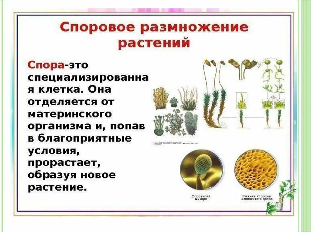 Какое размножение у цветов. Строение споровых растений биология. Спорообразование у высших споровых растении. Споры споровых растений. Высшие споровые растения.