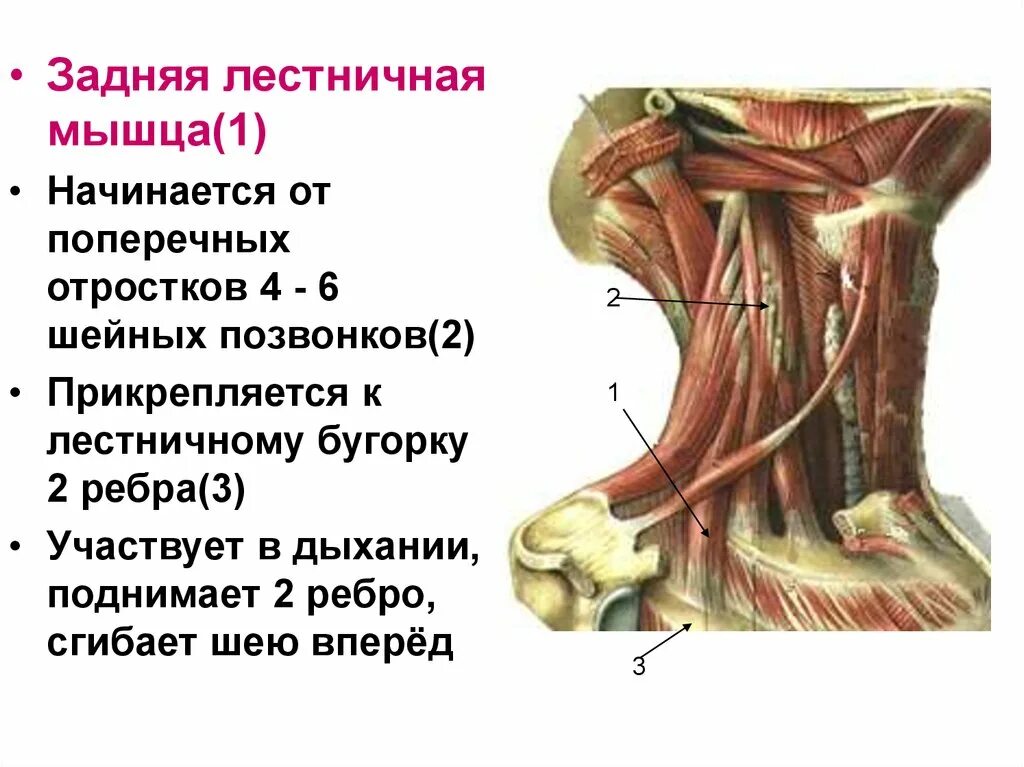 Передняя лестничная мышца шеи функции. Лестничные мышцы шеи анатомия функции. Лестничные мышцы прикрепление. Средняя лестничная мышца прикрепляется:.