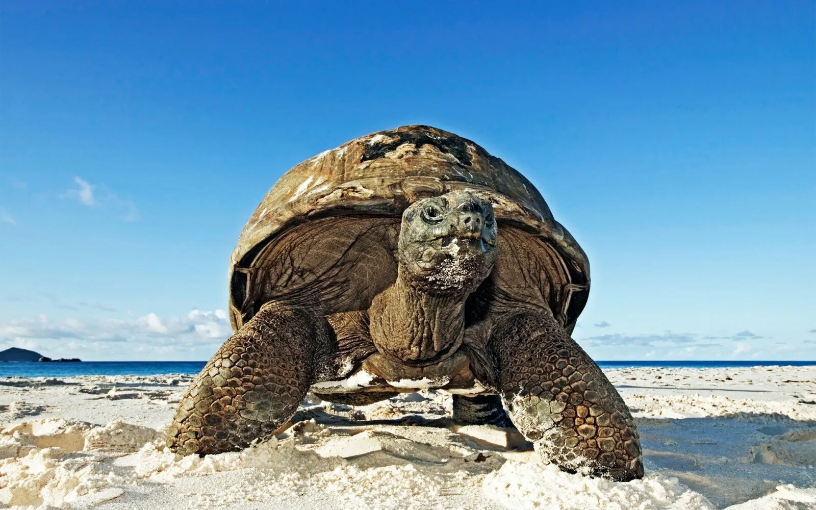 Turtle fill