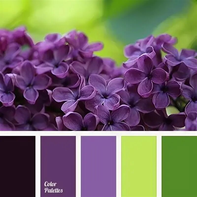 Сочетание цветов сиреневый зеленый Colours Purple color palettes, Color swatches, Paint color schemes