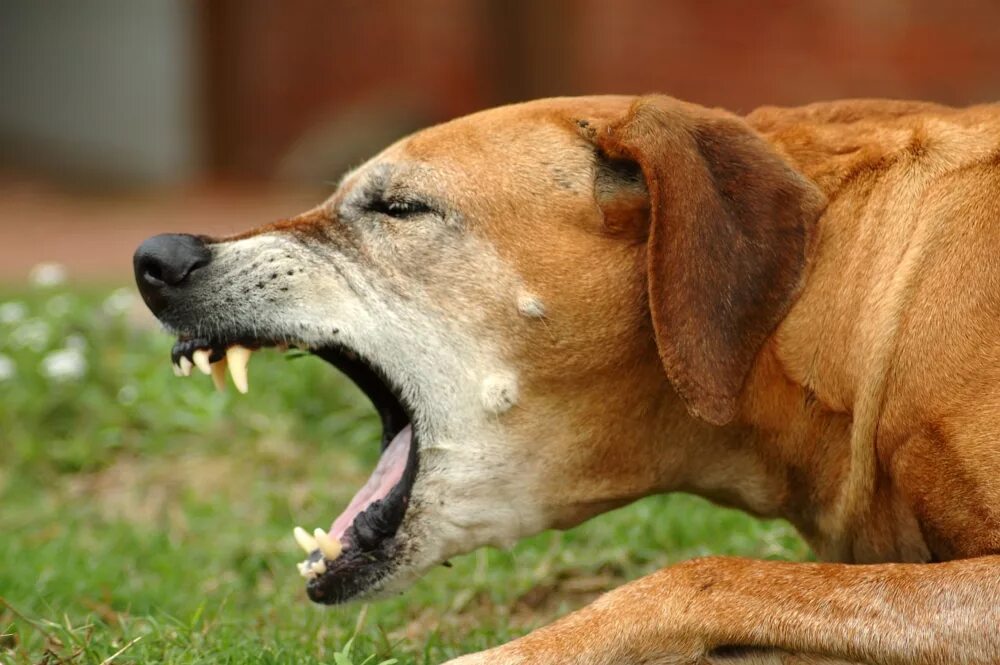 Собака подавилась и кашляет. Инфекционный трахеобронхит у собак. Собака кашляет. Собака чихает.