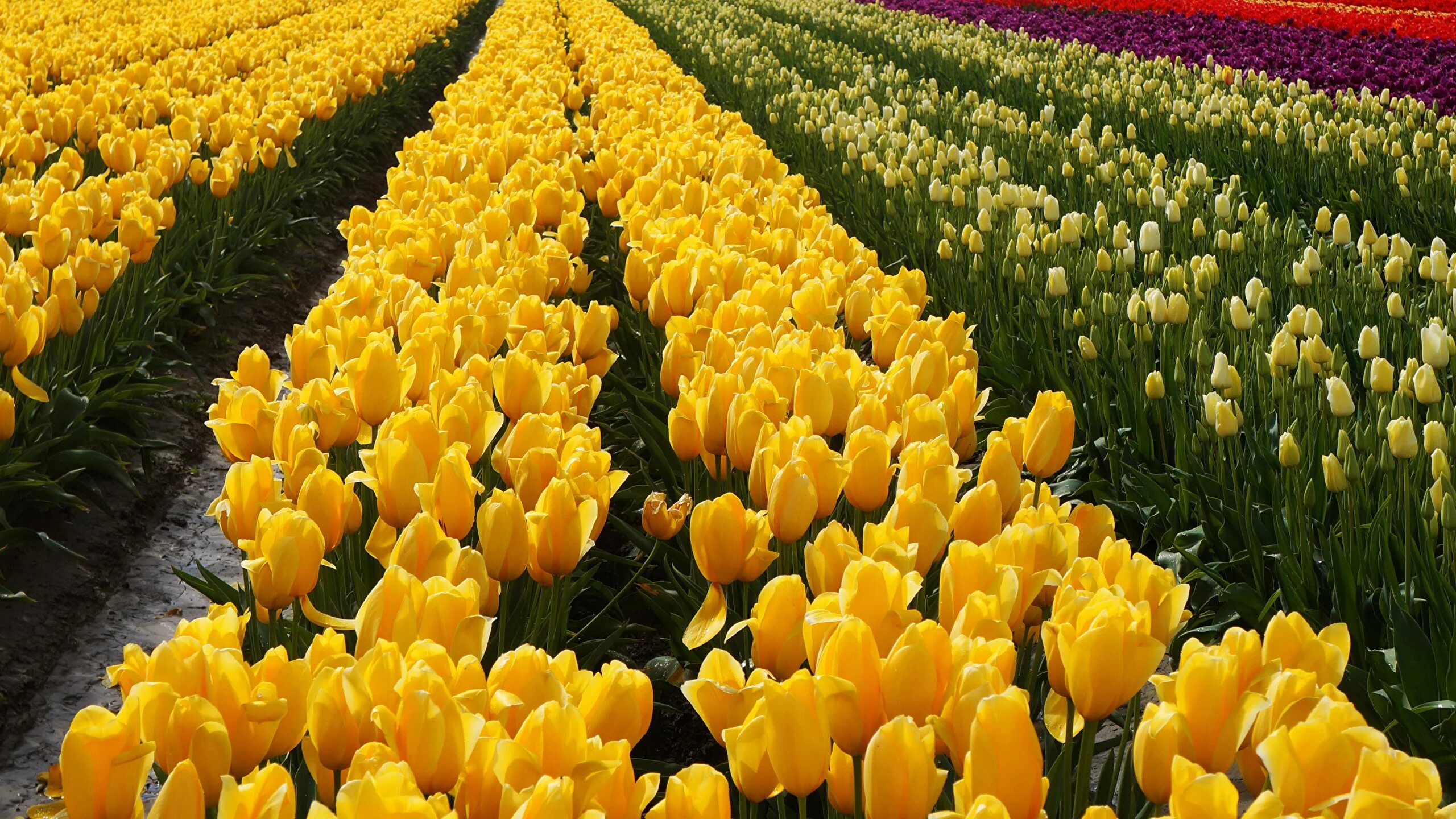 Обои желтые тюльпаны. Тюльпан Йеллоу Кинг. Тюльпан Триумф Йеллоу Кинг. Тюльпановые поля. Желтые тюльпаны.