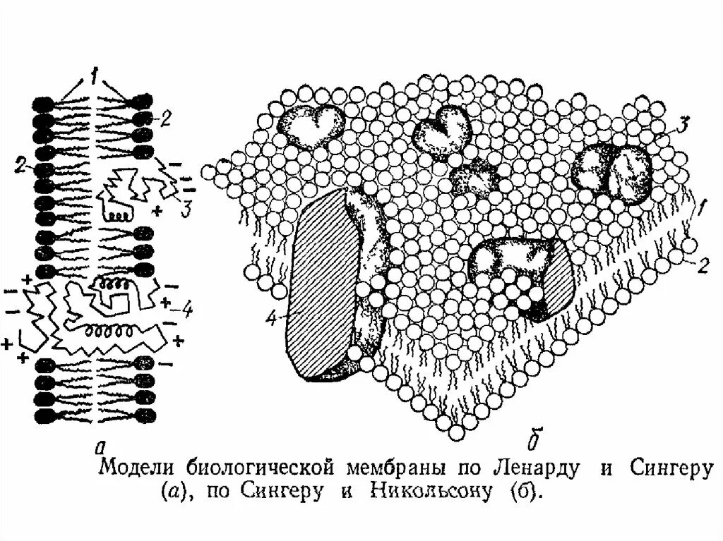 Модели биологических мембран. Модели организации биологической мембраны. Схема моделей биологической мембраны. Бутербродная модель биологической мембраны. Организация биологических мембран