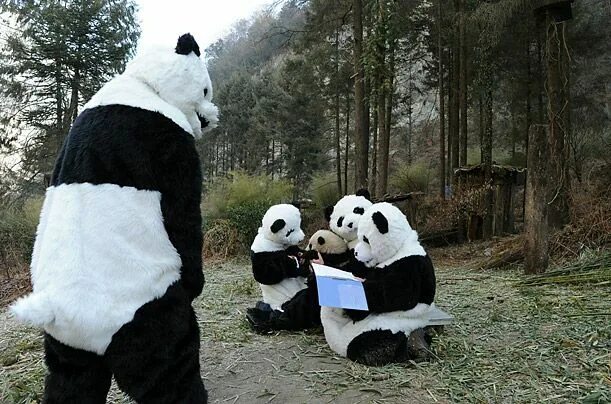 Панда собирает в круг. Смешной костюм панды. Панда костюм прикол. Человек в костюме панды. Панда с друзьями.