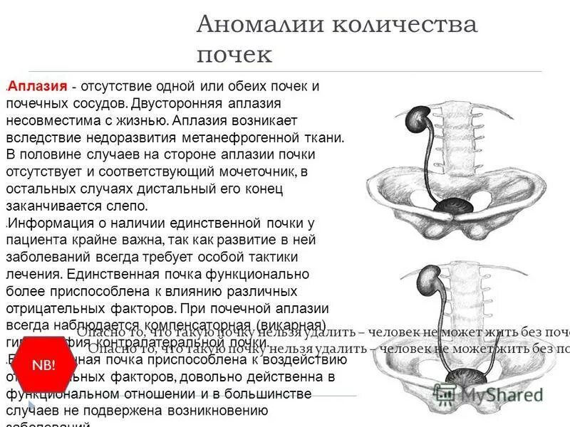 Одна почка сколько проживу