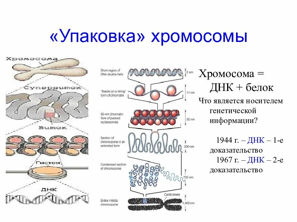 Уровни компактизации ДНК эукариот. 4 Уровень компактизации ДНК. Уровни упаковки ДНК В хромосоме эукариот. Схема компактизации ДНК В хромосоме.