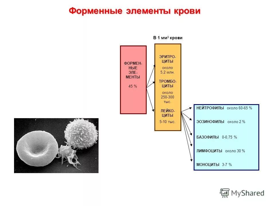 Форменные элементы крови белки. Лимфоциты в 1 мм3 крови. 3 Элемента крови. Нейтрофилы в 1 мм3 крови.