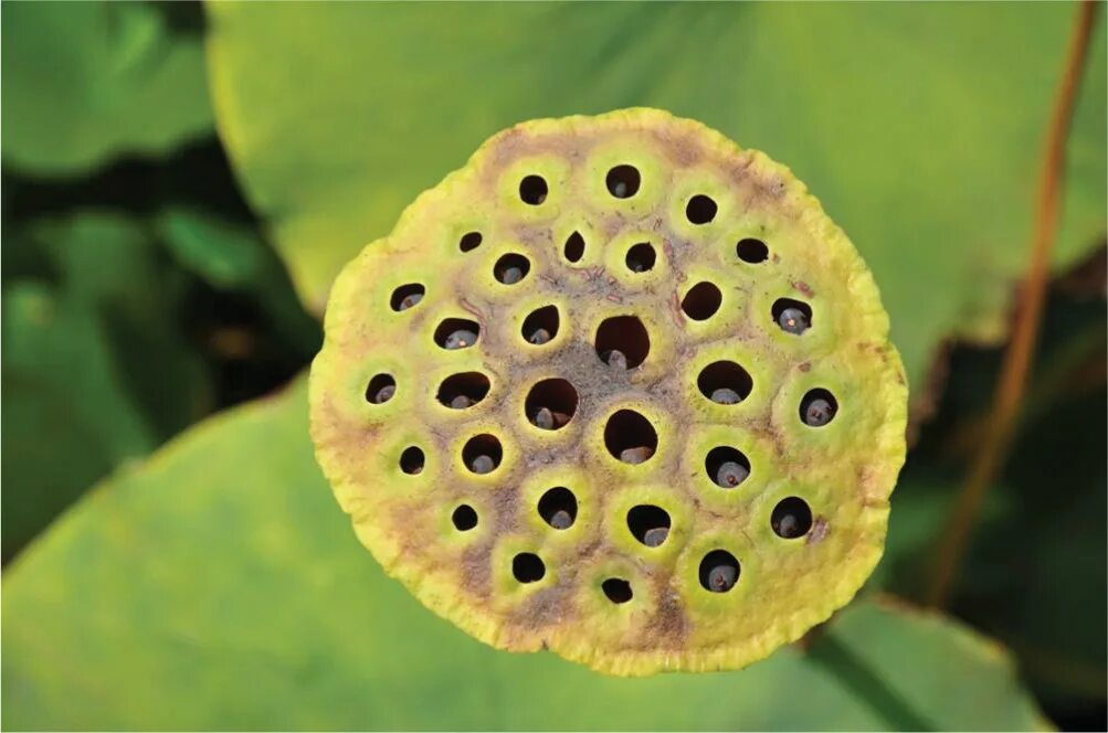Juicy hole. Juicy hole. Juicy hole. Lemondo. Семена лотоса трипофобия.
