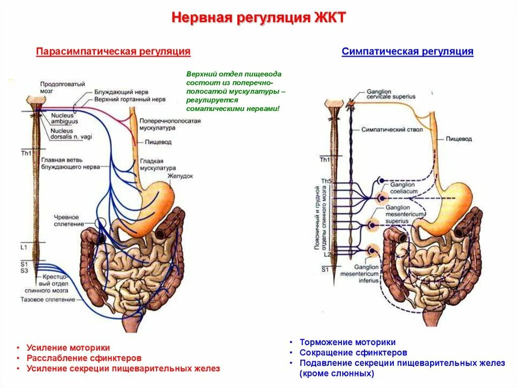 Моторика желудка и кишечника. Регуляция моторной функции желудка физиология. Нервная регуляция моторики ЖКТ. Регуляция моторной функции желудочно-кишечного тракта физиология. Регуляция пищеварительной деятельности желудочно-кишечного тракта.