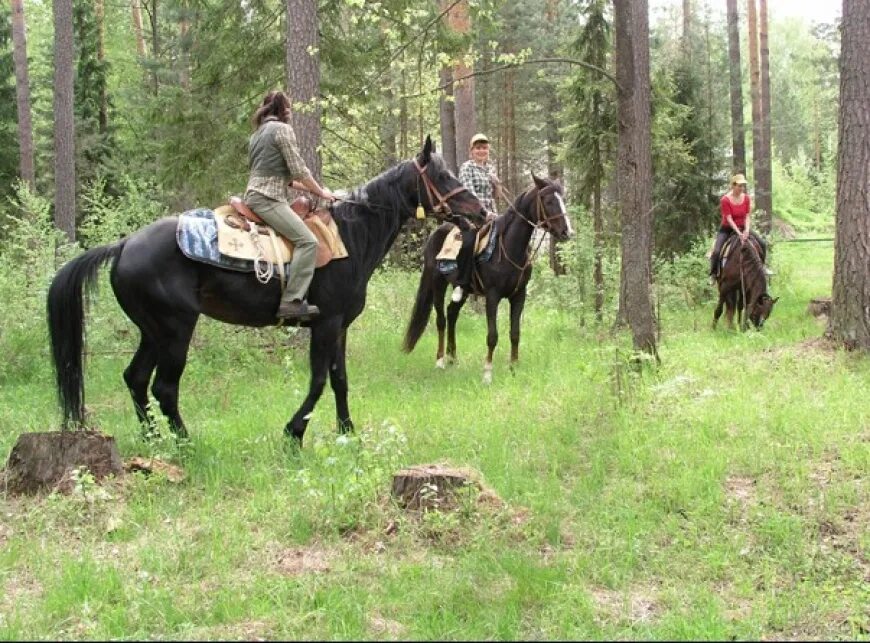 Леса кск. Конная прогулка на лошадях в Подмосковье. Покататься на лошадях в Коломенском. Конные прогулки в Коломенском. Конные прогулки в Подмосковье в лесу.