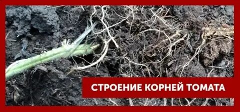 Корневой системы у томата