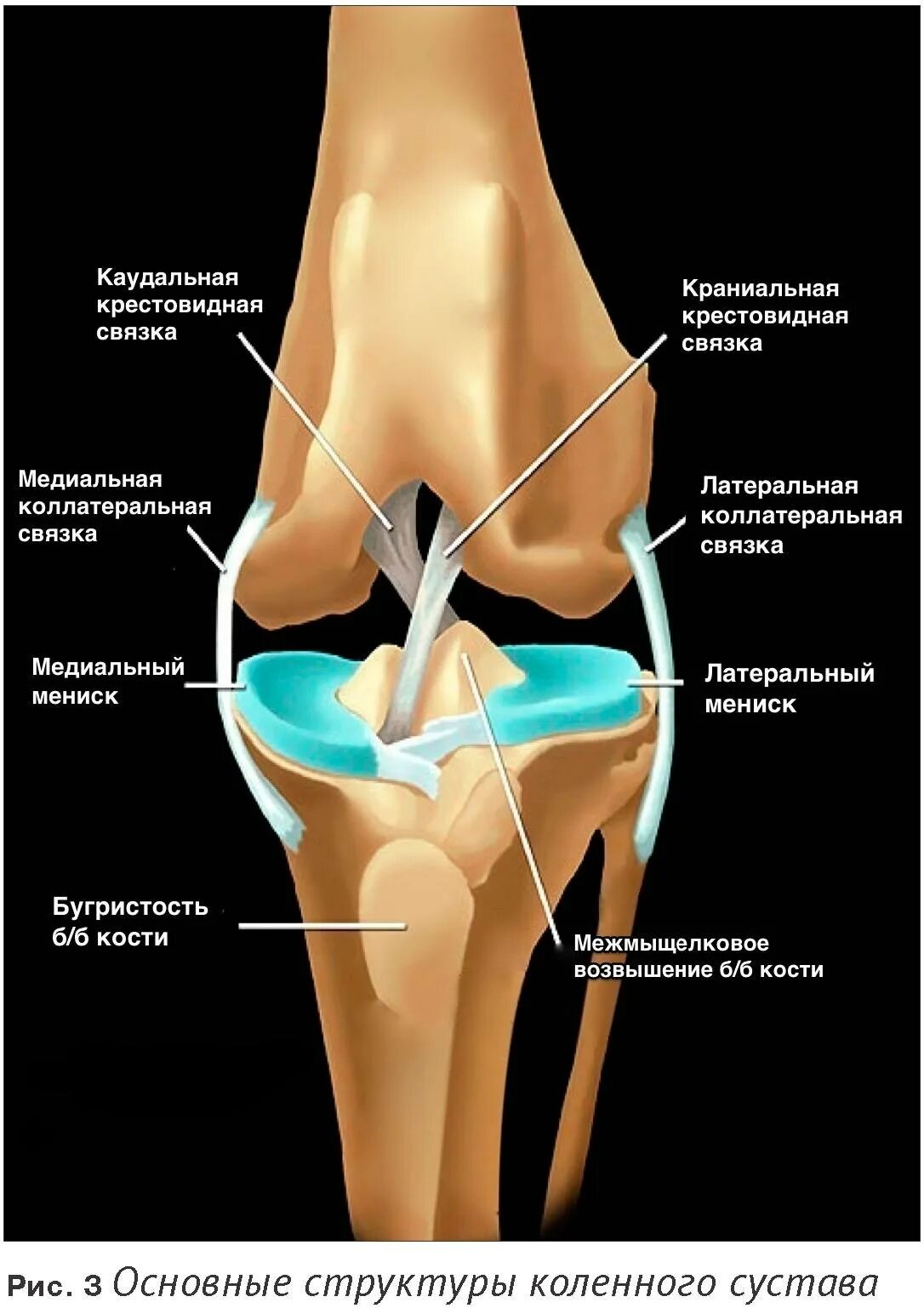 Боль коленной связки. Анатомия связок мениска коленного сустава. Коллатеральная связка коленного сустава. Мениск крестообразные связки коленного сустава. Строение коленного сустава связки мениски.