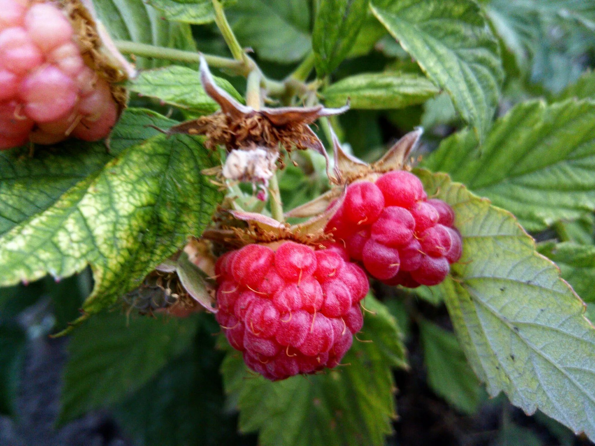 Малина обыкновенная куст. Малина пересвет. Малина обыкновенная кустарник. Малина таганка. Малинник кустарник.