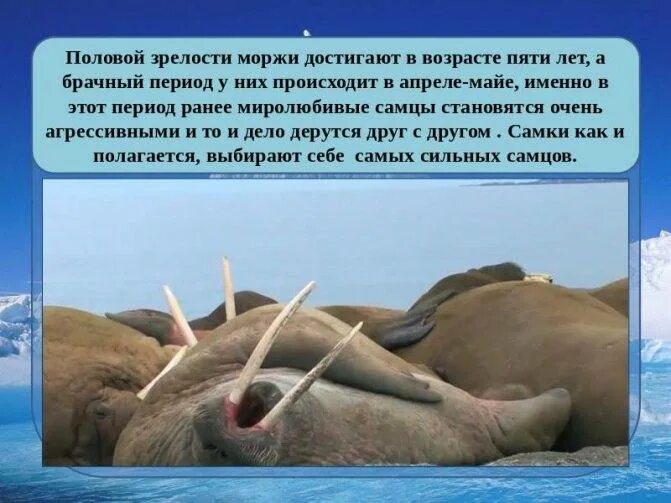 Сколько жили моржи. Сколько жили моржи