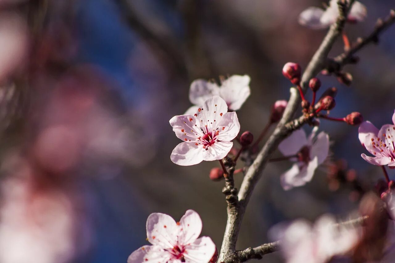 Plum blossom. Плам блоссом цветок. Цветущая слива. Слива цветет. Слива в цвету.