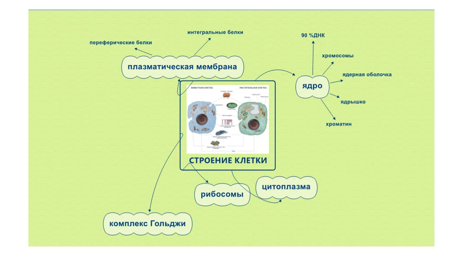 Интеллект карта клетка биология. Интеллект карта химический состав клетки. Ментальная карта клетки биология 9 класс. Ментальная карта по биологии 10 класс биология.