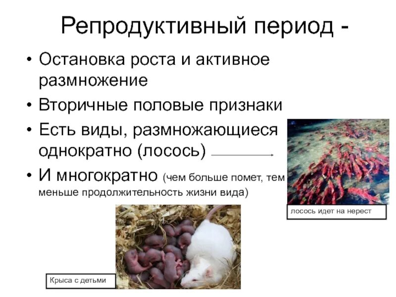 Этапы репродуктивного периода. Репродуктивный период онтогенеза. Этапы репродуктивного периода. Периодизация онтогенеза. Схема основных этапов постэмбрионального развития организма.