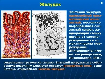 Какой эпителий выстилает желудок