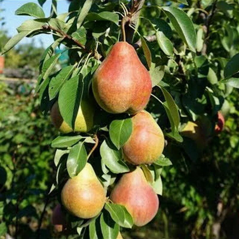 Сорт груши кудесница. Аленушка сорт груши. Груша Лель. Груша Аленушка описание сорта.