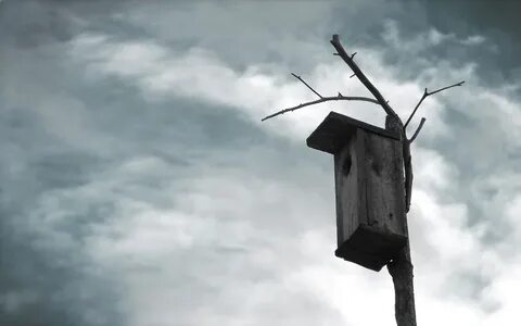 Почему опустел скворечник