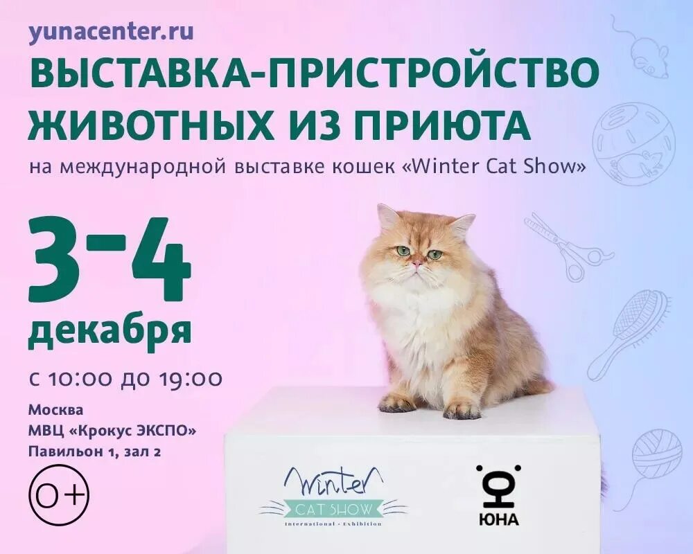 Spring cat show. Выставка кошек 2022. Пристройство бездомных животных. Выставка кошек Сокольники 2022. Выставка кошек metafora.