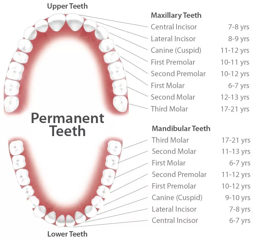 Названия зубов человека. Название зубов. Названия зубов в стоматологии. Нумерация и название зубов. Схема зубов с названиями.