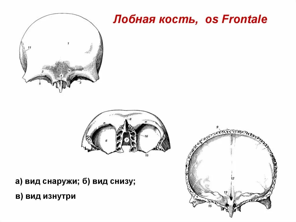 Лобная кость черепа анатомия. Лобная кость os frontale. Лобная кость задняя поверхность. Лобная кость строение вид изнутри.