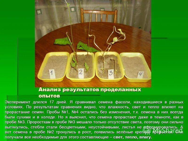 В каких условиях семена прорастают быстрее. Семена фасоли эксперимент проращивание. Опыт прорастание семян 6 класс биология. Прорастание огурец прорастание семян. Эксперимент по биологии 6 класс прорастание семян огурцов.