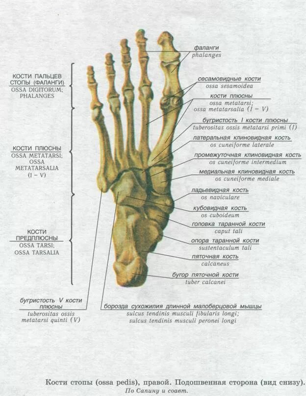 5 фаланга стопы. Проксимальная фаланга первого пальца стопы. Проксимальная фаланга 1 пальца стопы анатомия. Фаланги пальцев стопы анатомия костей. Кости стопы строение кости.