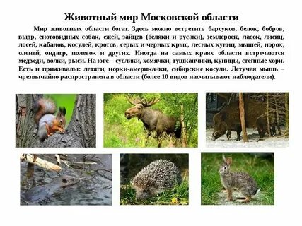 Животные нашего края 3 класс окружающий мир