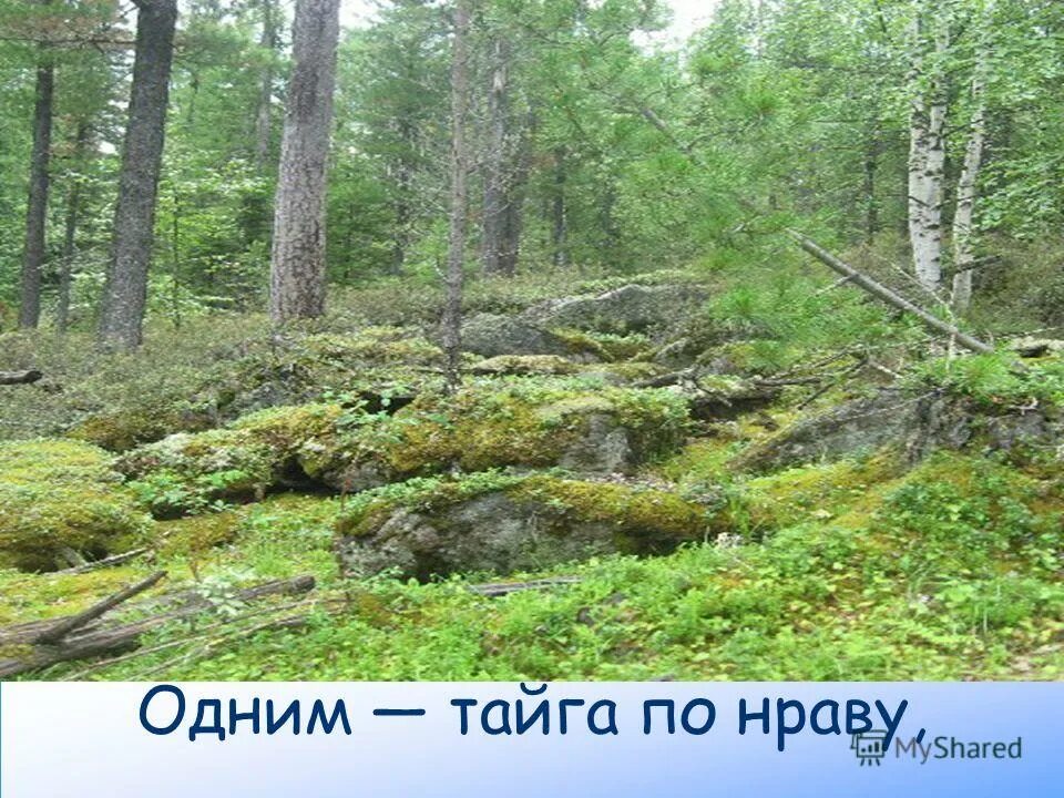 Стих живут в россии разные народы с давних пор. Живут в россии разные народы с давних пор. Живут в россии разные народы с давних пор. Стих живут в россии разные. Живут в россии разные народы с давних пор.