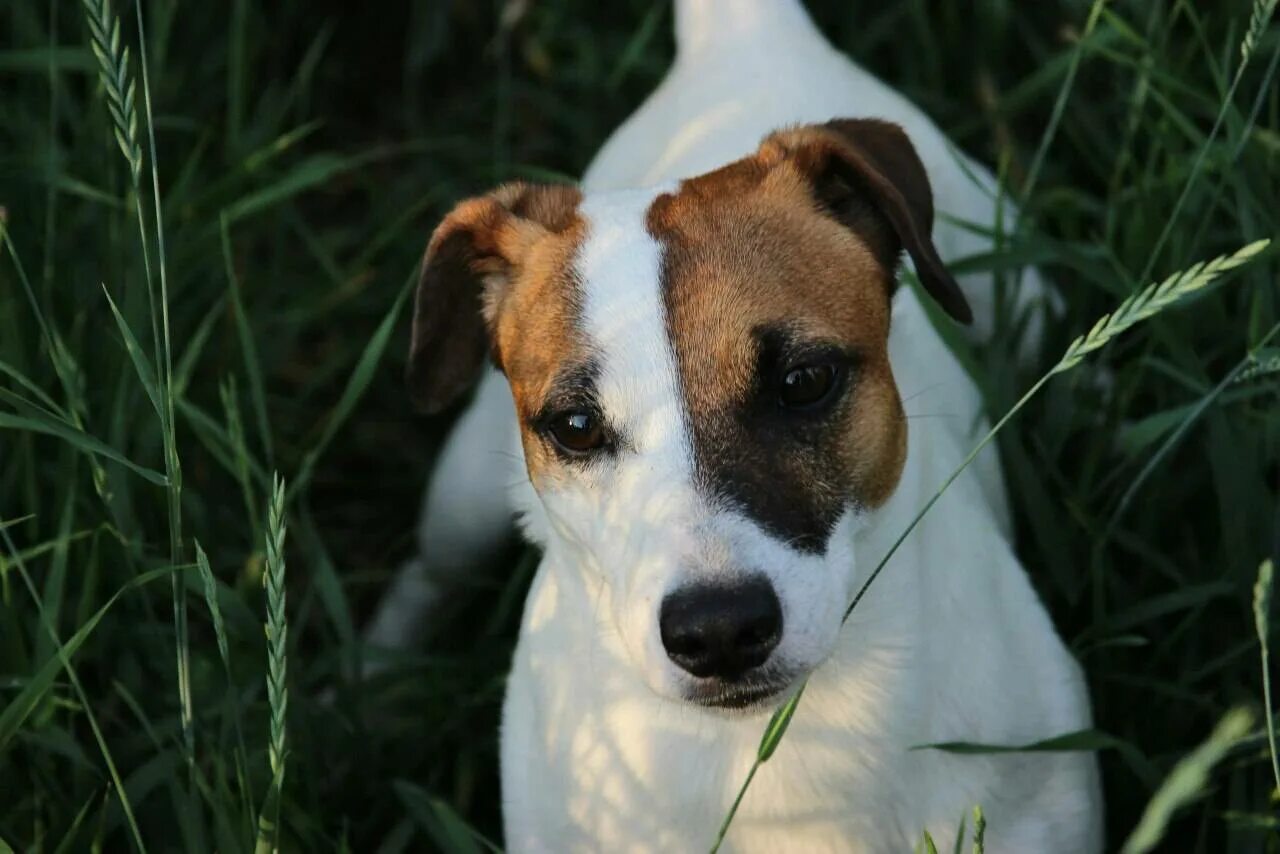 Порода джек рассел терьер. Сколько живут джек рассел терьеры девочки. Сколько живут джек рассел терьеры девочки. Джек рассел длинношерстный. Светлый джек рассел терьер.