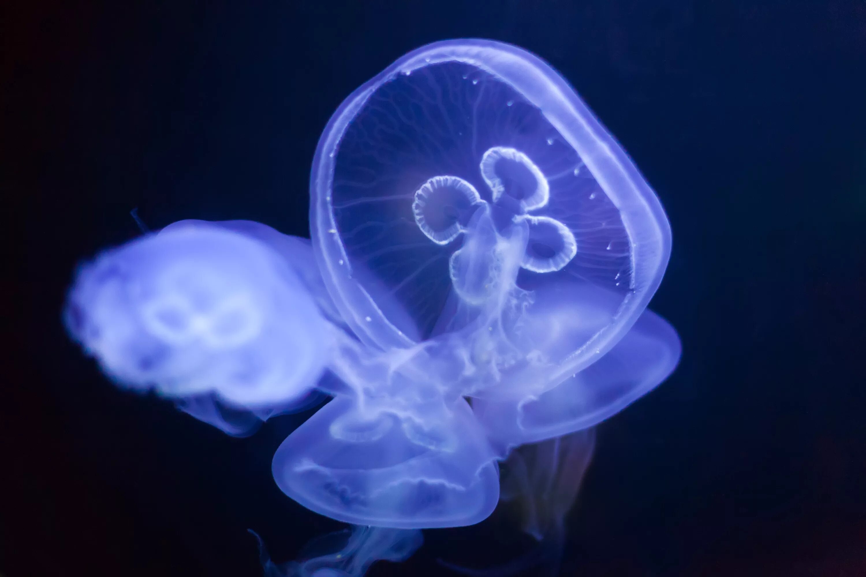 Чем опасны медузы. Tripedalia maipoensis. Безобидные медузы.