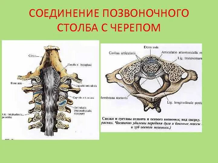 Соединение костей черепа с позвоночником. Соединения позвонков между собой и черепом. Прерывные соединения позвоночного столба. Соединение костей позвоночного столба животных.